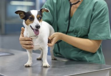 Síndrome de cushing em cães: o que é e porque acontece