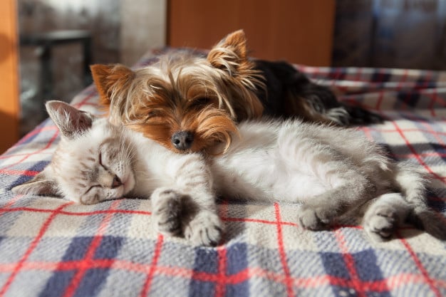 Gato ou cachorro sozinho? Opte por uma companhia!