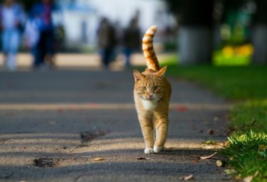 Quanto tempo vive um gato com vida livre?