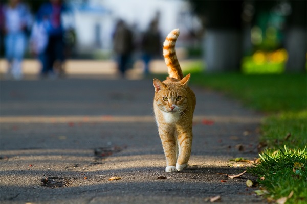 vive um gato com vida livre? | Petlove