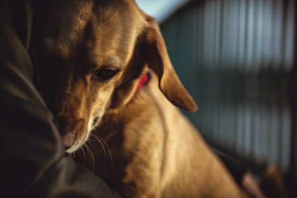 Cachorro com medo de fogos de artifício.