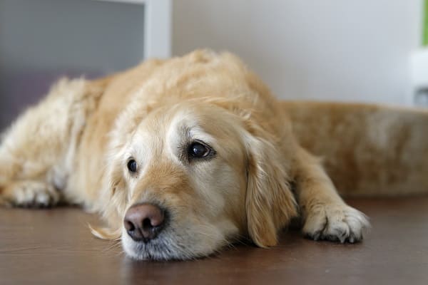 Cachorro deitado tranquilo