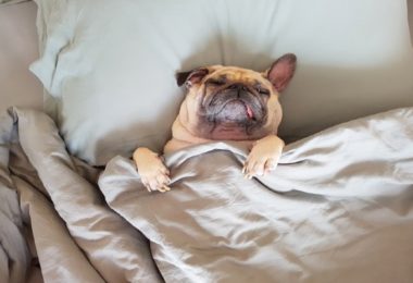 Posso deixar meu filhote de cachorro dormir na cama comigo?