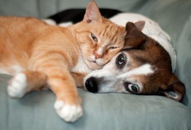 Adotar ou comprar cachorro ou gato? Pesquisa mostra preferência dos brasileiros