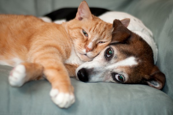 Adotar ou comprar cachorro ou gato? Pesquisa mostra preferência dos brasileiros