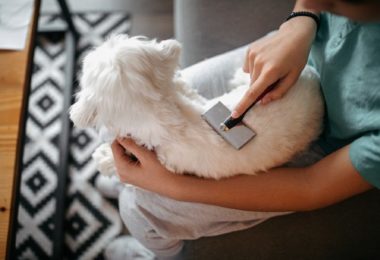 Quais raças de cachorro podem usar a Furminator?