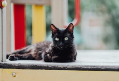Gata volta pra casa após dois anos de desaparecimento no Reino Unido