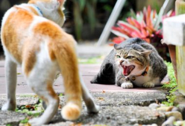 Como parar uma briga de gato