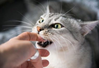 Por que os gatos mordem?