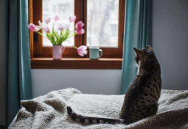 Quanto tempo um gato pode ser deixado sozinho em casa?