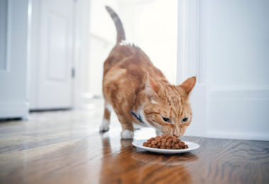 Como escolher a ração do seu gato