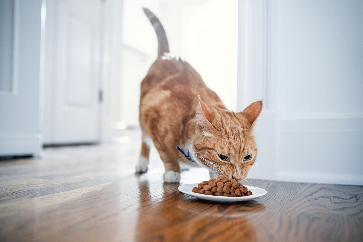 Como escolher a ração do seu gato