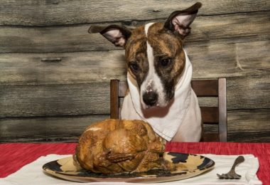 Cachorro pode comer peru?