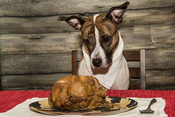 Cachorro pode comer peru? Descubra aqui! | Petlove