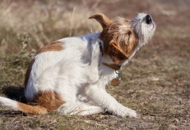 Como manter um cachorro idoso livre de pulgas