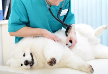 Gravidez psicológica em cachorro: o que é, sintomas e como tratar
