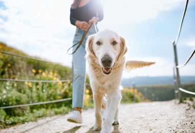 Passear com seu cachorro aumenta a chance de contrair COVID-19