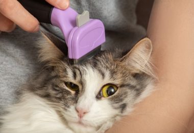 Quais raças de gato podem usar Furminator?