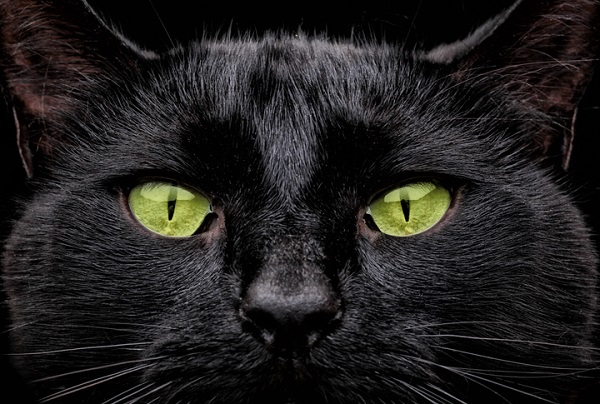 rosto frontal de um gato preto