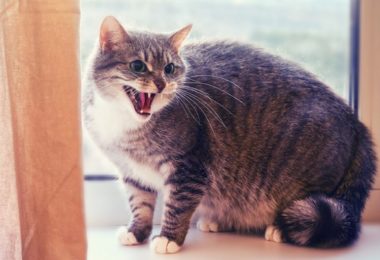 Gato rosna?