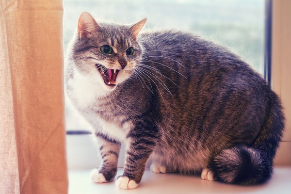 Como RELAXAR um GATO ESTRESSADO 🐱 Reduza o Estresse em Gatos! 