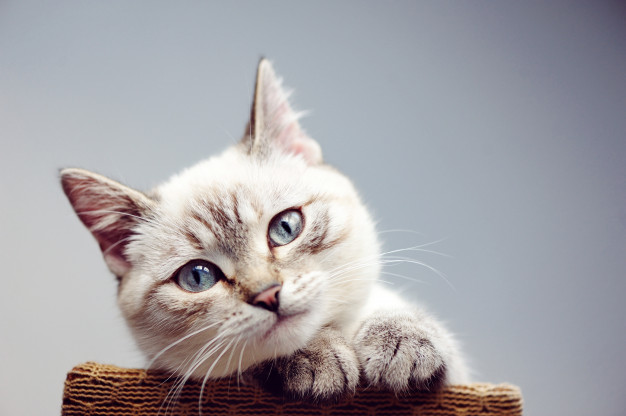 Miado de gato: o que eles querem dizer?