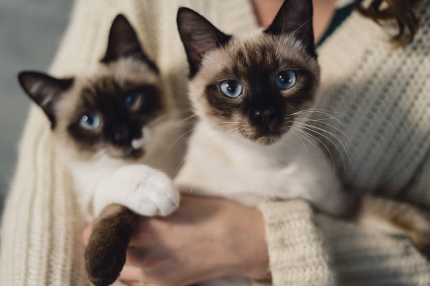 Gato siamês: conheça tudo sobre a raça!