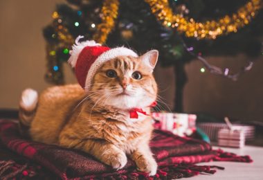 Presente de Natal para gato: 12 ideias de mimos para o pet!