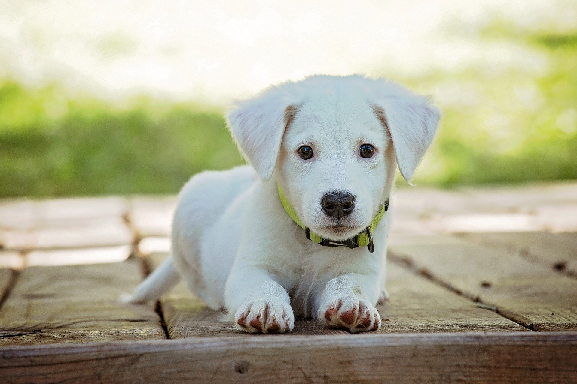Conheça 5 raças de cachorros dóceis para se ter!