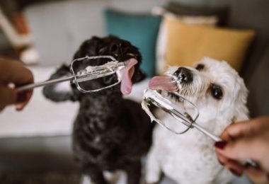 Receita de mousse de banana para cachorro