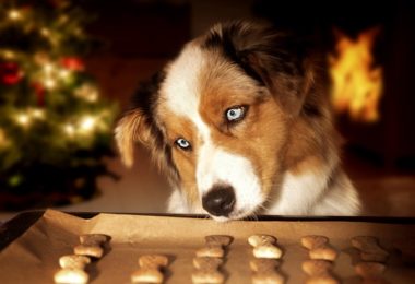 Receita de petisco de maçã e canela para cães e gatos