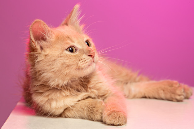 Castração de gatos: conheça os mitos e  cuidados