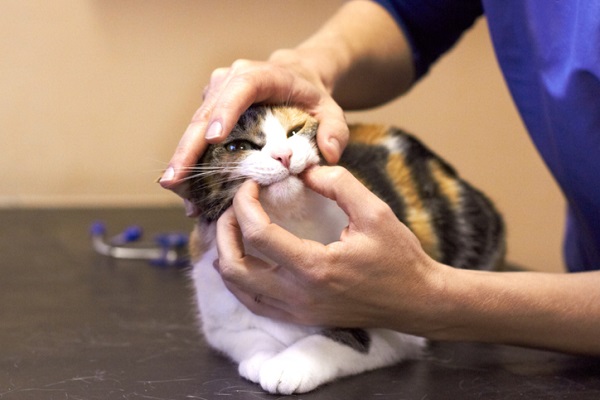 Gatos 'anões' sofrem com dores articulares e têm expectativa de