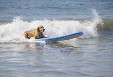 Torneio de Surf em São Paulo terá categoria para cães surfistas