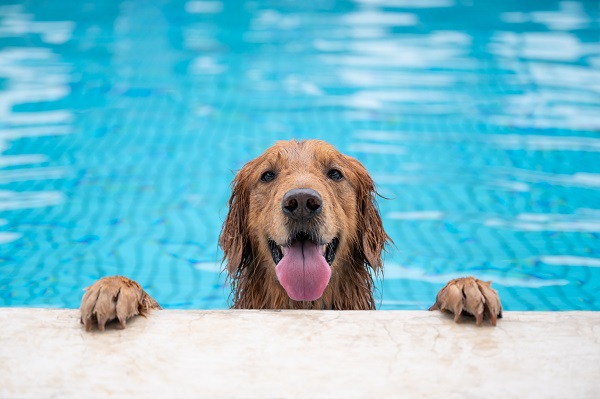 Como fazer com animal que pula do nada 