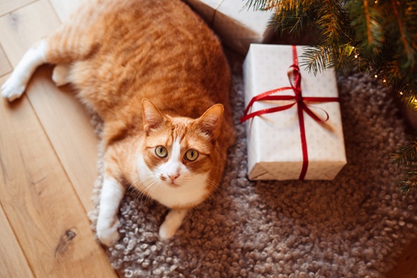 Gato com presente de Natal.