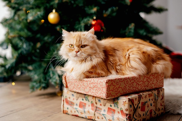 Gato em cima de presente de Natal.