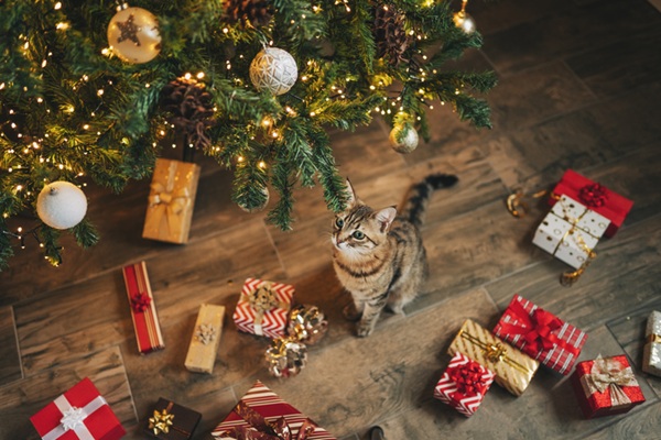 Gato em meio a presentes de Natal.