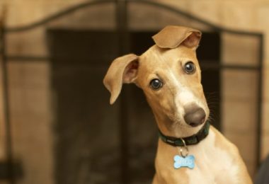 Cachorros agitados não sabem se comunicar bem, revela estudo