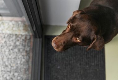 Cachorros podem estar mais ansiosos devido à COVID-19