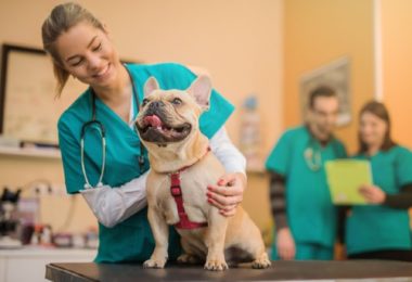 A importância das consultas periódicas com o médico veterinário