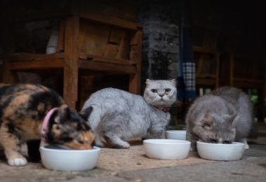 Gatos brigando na hora de comer