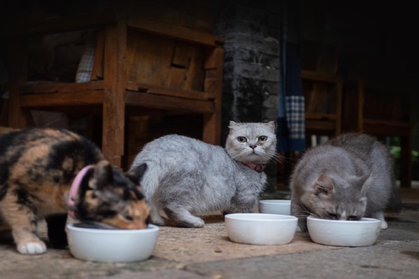 Stray está ajudando a salvar a vida de vários gatinhos