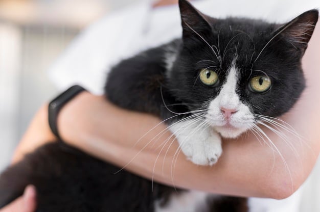 Gatinho preto com bigode e patinhas brancas sendos egurando por uma pessoa cujo apenas o braço que segura o pet aparece em evidência na imagem.