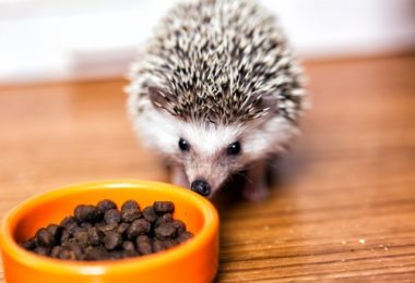 Como alimentar adequadamente um ouriço pigmeu (hedgehog)