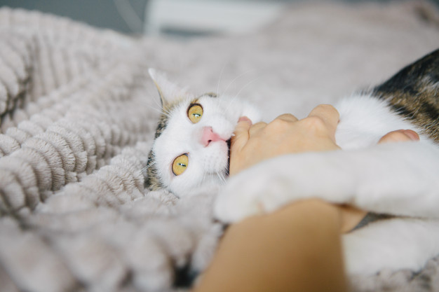 Mordida de gato: entenda porque o seu gato está agindo assim