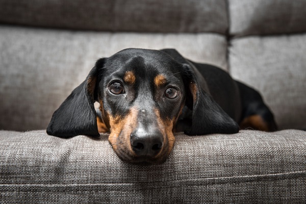 Cachorros sofrem luto com a perda de alguém ou outro pet?