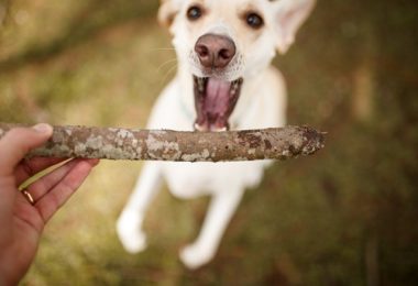 Cachorro agitado: o que fazer?