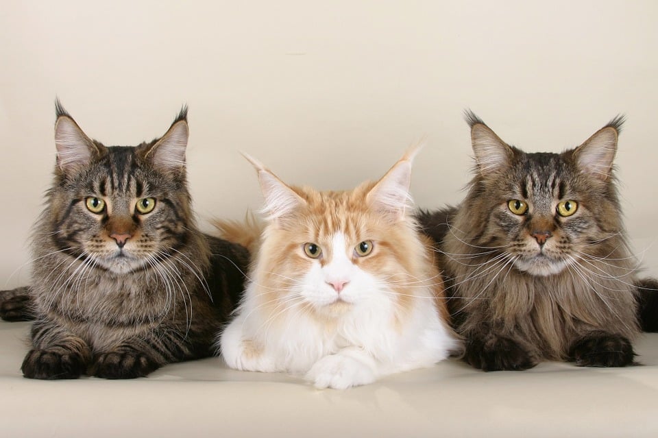 Maine Coon: principais características e curiosidades da raça