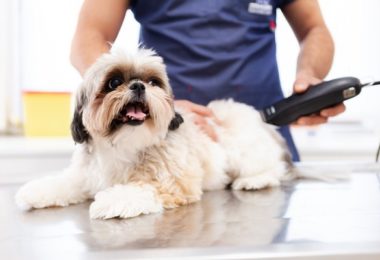 Devo tosar meu cachorro no verão?